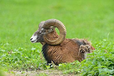 白金公开《猎天使魔女：起源》高难度解锁秘技